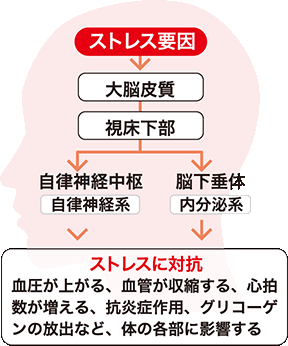 図解：ストレスが起こるしくみ