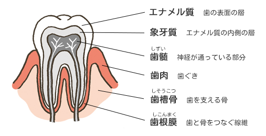 歯の構造